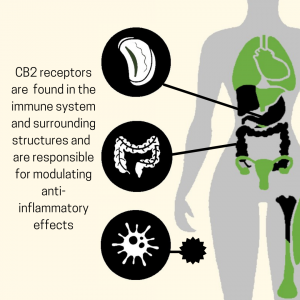 an infographic that shows which organs contain CB2 receptors