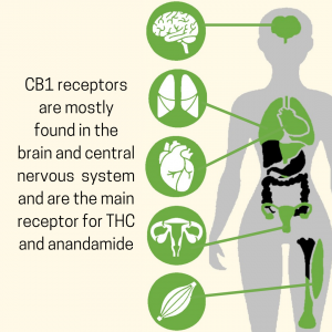 an infographic that shows which organs contain CB1 receptors