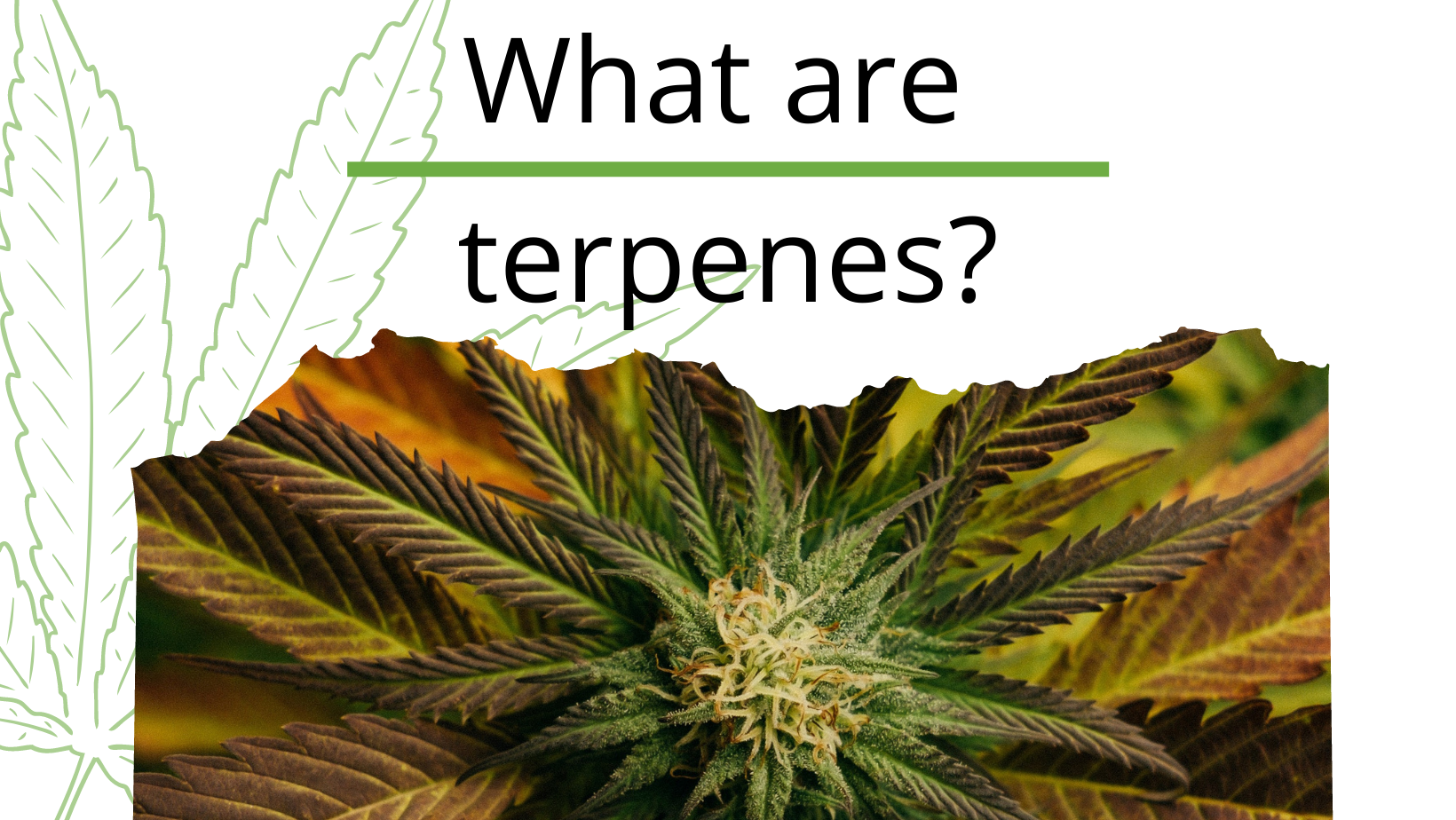 decorative image to promote our blog 'What are terpenes?' with a close up of a marijuana bud